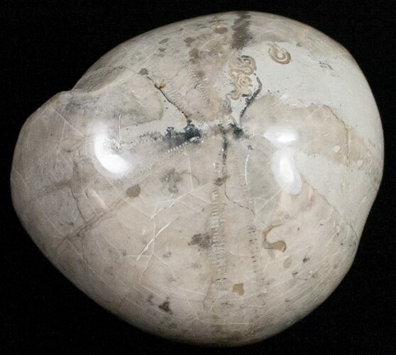 Polished Fossil Sea Urchin (Micraster) #11694